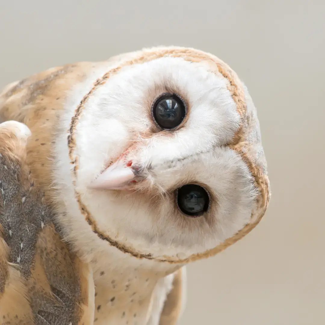 Barn owl tilting its head