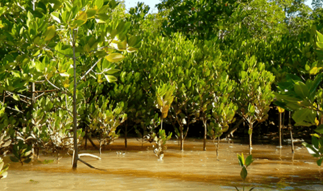 Madagascar mangrove