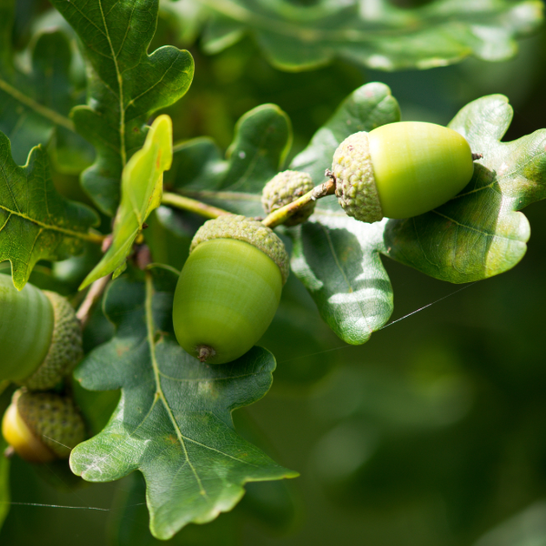Oak leaf-illlustrating-CapEQ-B Corp-certification-1