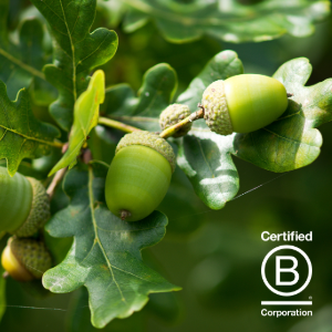 Oak leaf-illlustrating-CapEQ-B Corp-certification