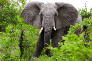 Image of African elephant in Kenya illustrating CapEQ investment in conservation project via Ecologi Partners