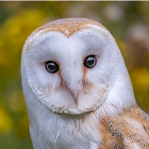 CapEQ owl illustration