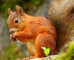 Reforesting Scotland to boost biodiversity image