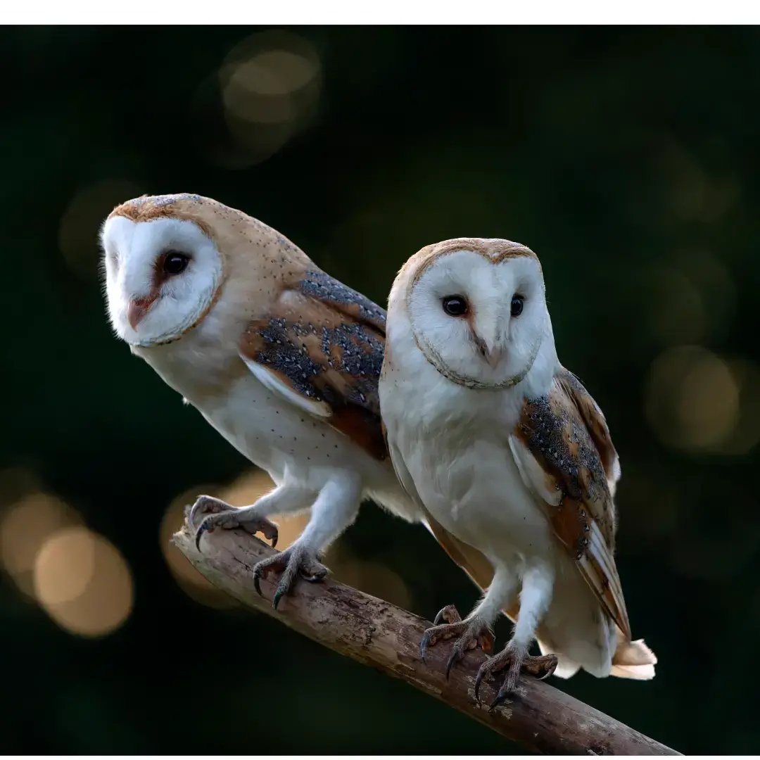 two barn owls on branch