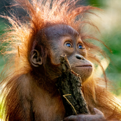 Protecting peatland in Borneo image