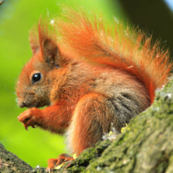 Reforesting Scotland to boost biodiversity image