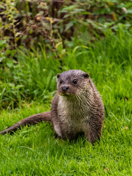 CapEQ backs Lake District conservation project image