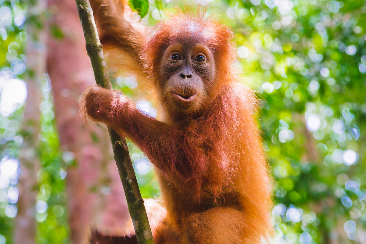 Protecting peatland in Borneo image