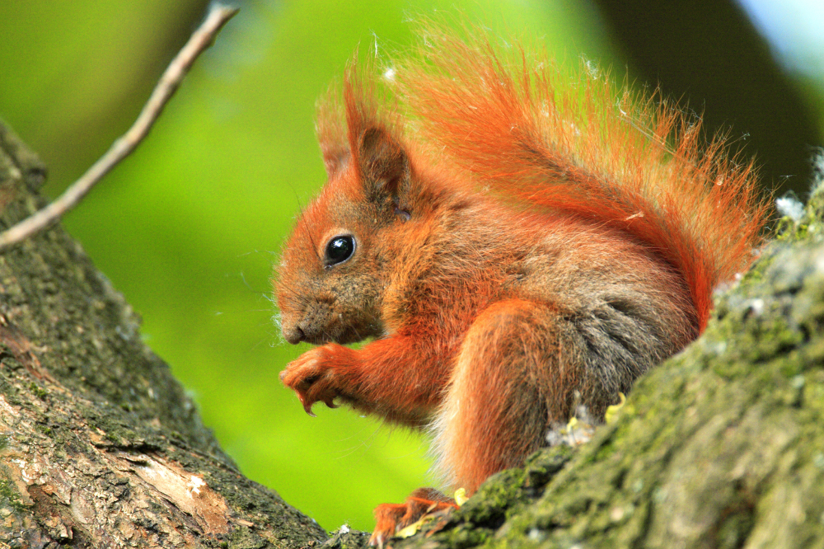 Reforesting Scotland to boost biodiversity image