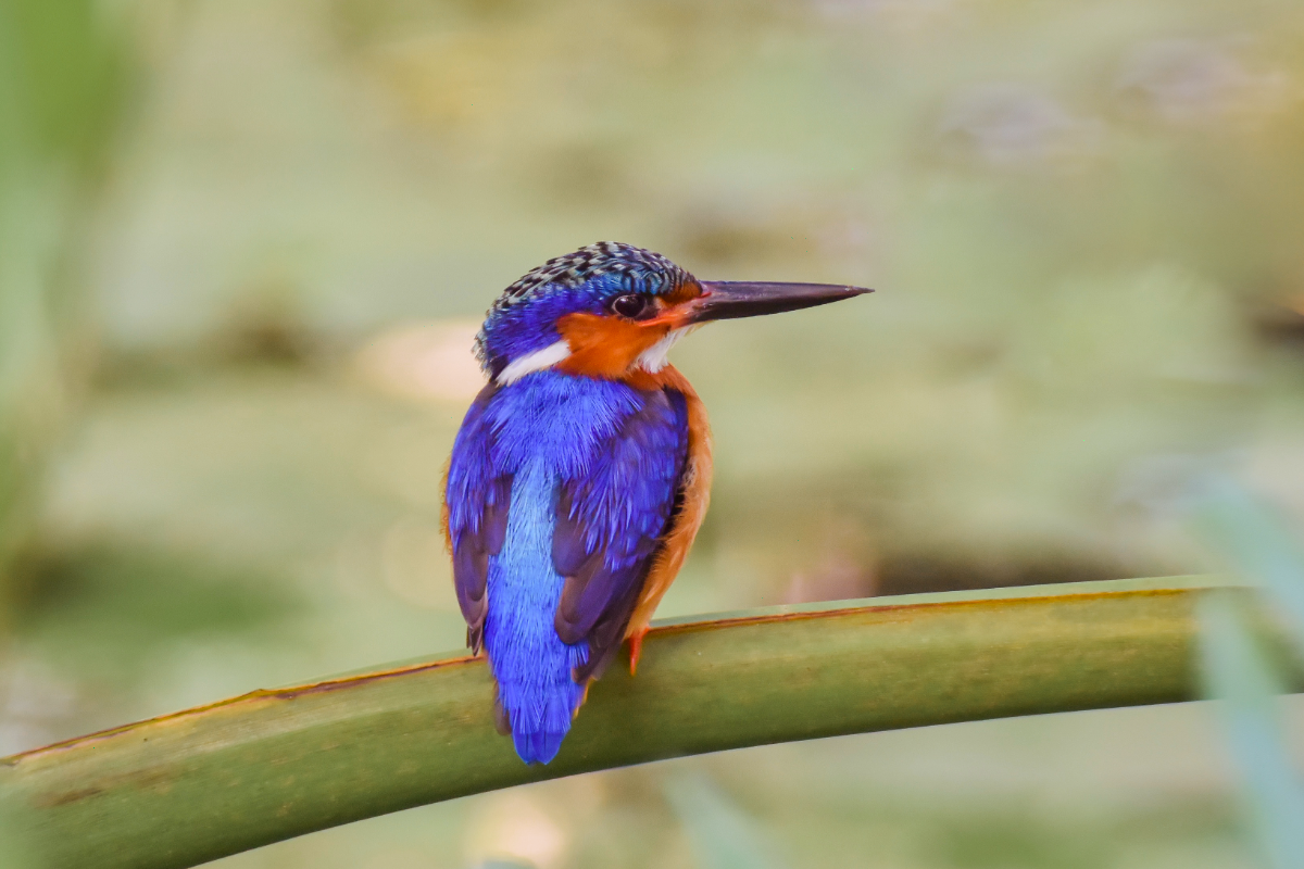 From Finance to Forests: CapEQ helps reforest Madagascar & Mozambique image