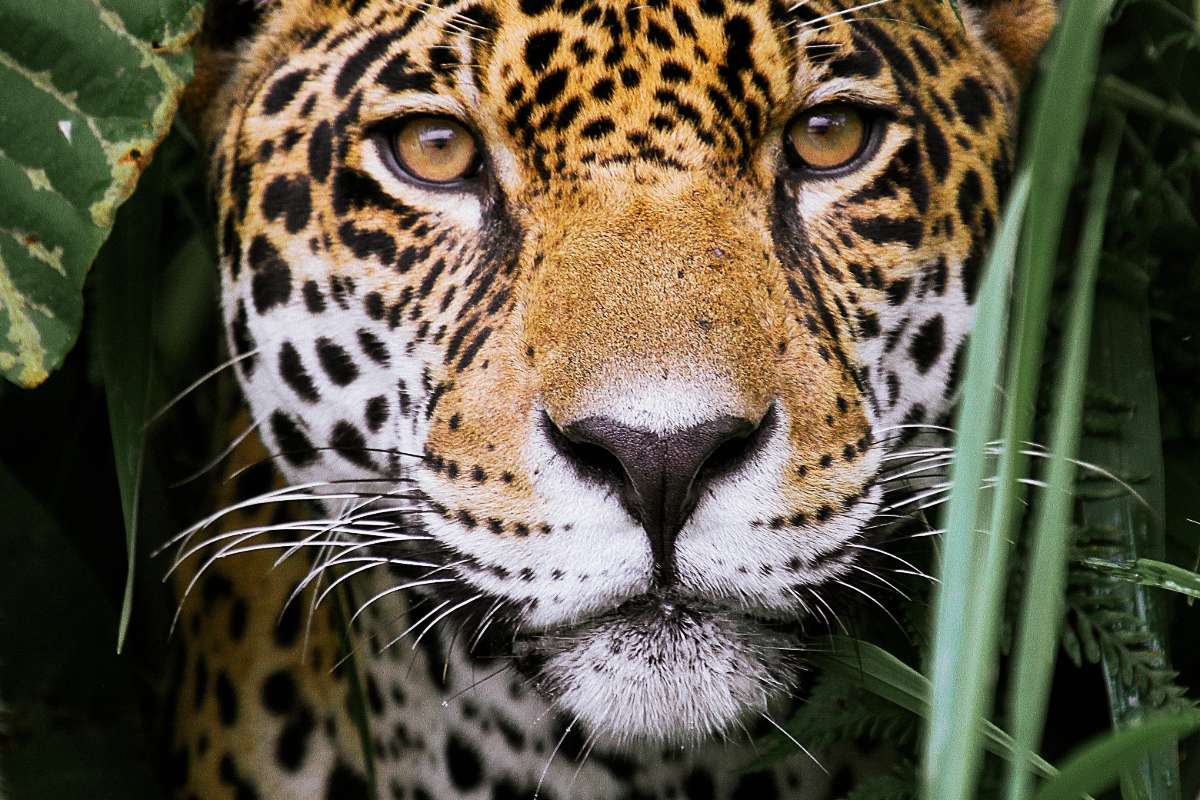 Backing the fight to save Brazil’s jungle image