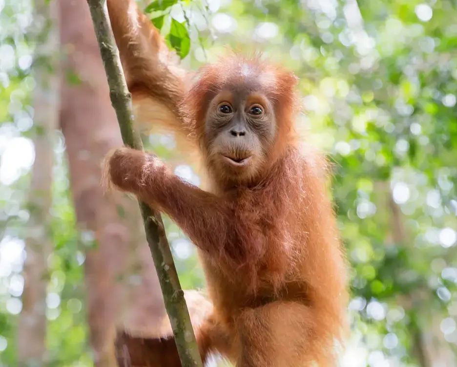 Protecting peatland in Borneo image