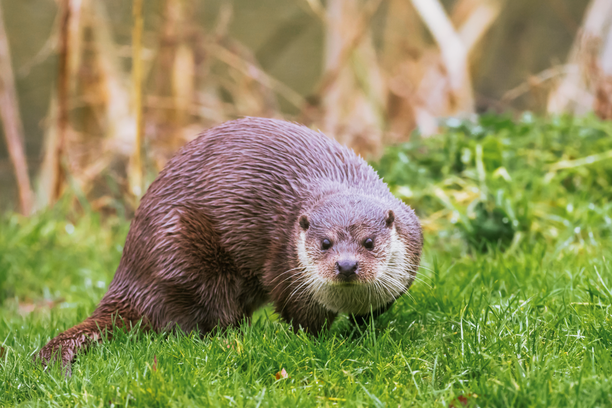 CapEQ backs Lake District conservation project image
